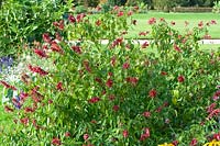  Salvia splendens