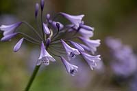 Agapanthus 'Liams Lilac'