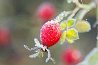 Rosa rubiginosa - Sweet briar - Hips with frost.