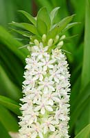 Eucomis comosa - slender pineapple flower- Cape Town, South Africa