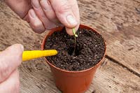 Transplanting germinated seedling singly into pots