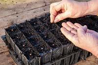 Sowing Lathyrus - Sweet Pea - seed in root trainers 