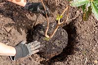 Planting Rhododendron after teasing roots