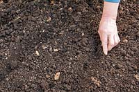 Sowing seeds directly into garden soil, then covering seeds lightly by pushing soil over them