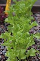 Lettuce 'Funly' growing in wooden hanging basket. 