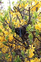 Bird nest made of moss, twigs and string in Forsythia hedge in April. 