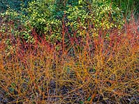 Cornus sanguinea 'Midwinter Fire' - Dogwood - bare stems in front of variegated shrub