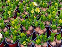 Hyacinthus 'White Pearl' in pots in garden nursery 