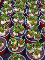 Hyacinthus 'Jan Bos' in pots in garden nursery
