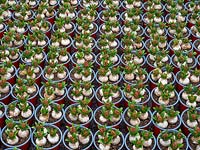Hyacinthus 'Jan Bos' in pots in garden nursery
