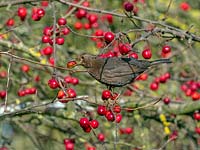 Blackbird - Turdus merula feeding on ripe crab apples