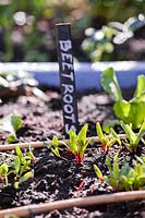 Beetroot seedlings in early May.