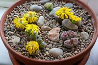 Clay container with flowering Lithops  - Living Stones