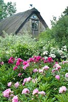 Peony bed in front of a thatched barn