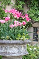Stone urn planted with Tulipa 'Yonina' and Tulipa 'Foxtrot' in Cotswold Manor House Garden.
