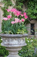 Stone urn planted with Tulipa 'Yonina' and Tulipa 'Foxtrot' in Cotswold Manor House Garden.