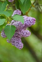 Syringa - Lilac 