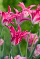 Tulipa 'Yonina' - Lily-flowered tulip