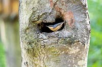 Eurasian nuthatch - Sitta europaea in the hollow of a tree in summer