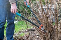 Man cutting stems of Corylus avellana - hazelnut with loppers in winter