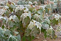 Hydrangea quercifolia caught in the frost - Oaked-leaved Hydrangea