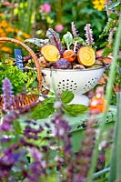 harvest on display: Beetroot 'Rainbow Mix', parsley, basil and marigold flower.