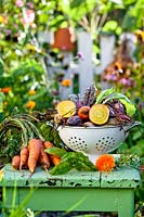 harvest on display: Beetroot 'Rainbow Mix', Carrrots 'Nansen', basil and marigold flower.