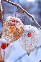Physalis alkekengi - Chinese Lantern - skeletal seed pod with orange fruit in snow