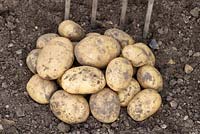 Solanum tuberosum  'Maris Piper'  - Maincrop Potato - freshly dug from ground 