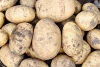 Solanum tuberosum  'Maris Piper'  - Maincrop Potato - freshly dug potatoes  