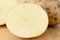 Solanum tuberosum 'Maris Piper'  - Maincrop Potato - cut in half