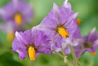 Solanum tuberosum 'Maris Piper'  - Maincrop Potato - flower 