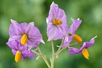 Solanum tuberosum 'Maris Piper' - Maincrop Potato - flower 