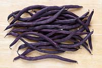 Phaseolus vulgaris 'Violet Podded' - French Climbing Bean - picked beans  