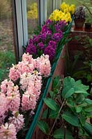 Hyacinthus orientalis 'Apricot Passion', Hyacinthus orientalis 'Miss Saigon' AGM and Hyacinthus orientalis 'Yellowstone' on a conservatory windowsill 