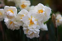 Narcissus 'Bridal Crown' 4 AGM 