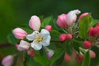 Blossom of Malus 'Jelly King' - Crab apple