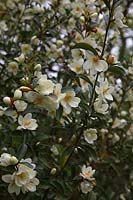 Michelia yunnanensis syn. Magnolia laevifolia 
