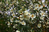 Michelia yunnanensis syn. Magnolia laevifolia