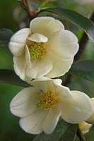 Michelia yunnanensis syn. Magnolia laevifolia h