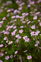 Claytonia sibirica - Pink purslane