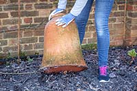 Forcing rhubarb with a terracotta forcer