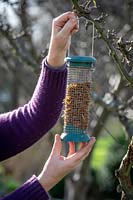 Putting up hanging bird feeder filled with mealworms.