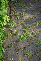 Weeds and grass growing between cracks in brick paving