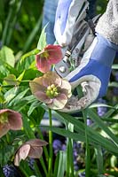 Removing Helleborus - Hellebore - seedheads before they release their seed