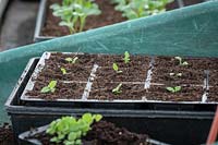 Pricked out Digitalis - Foxglove - seedlings in a module tray