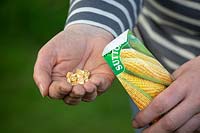 Sowing sweetcorn seed - Zea mays. Emptying packet into hand. 
