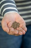 Handful of beetroot seed - Beta vulgaris - ready to sow. 