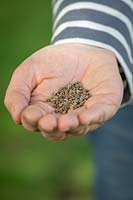 Handful of Beta vulgaris - Beetroot - seed ready to sow
