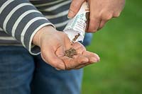 Pouring beetroot seed from a packet into hands ready to sow. Beta vulgaris. 